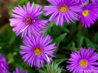 65328CrLe - Asters in our back garden.jpg